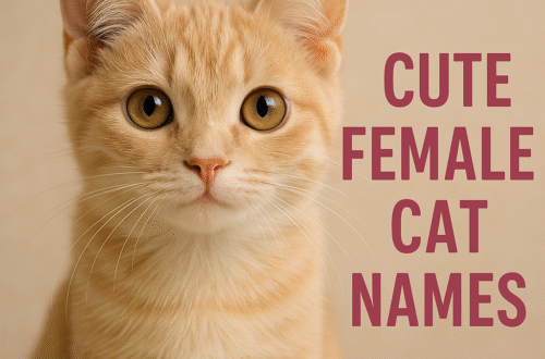 cute female cate