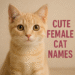 cute female cate