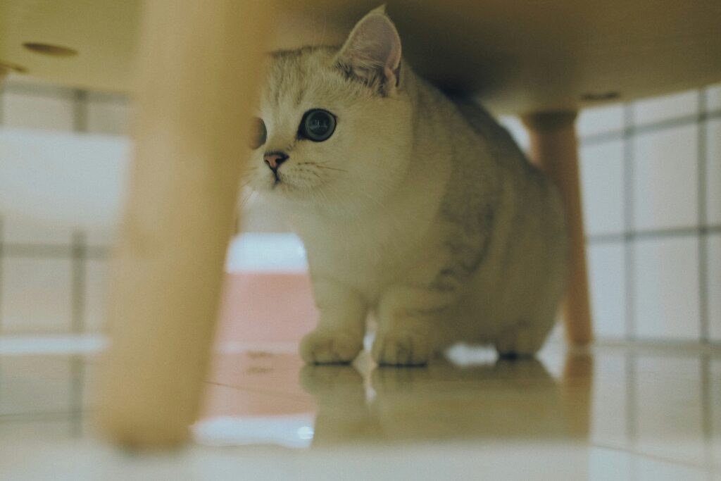 cat