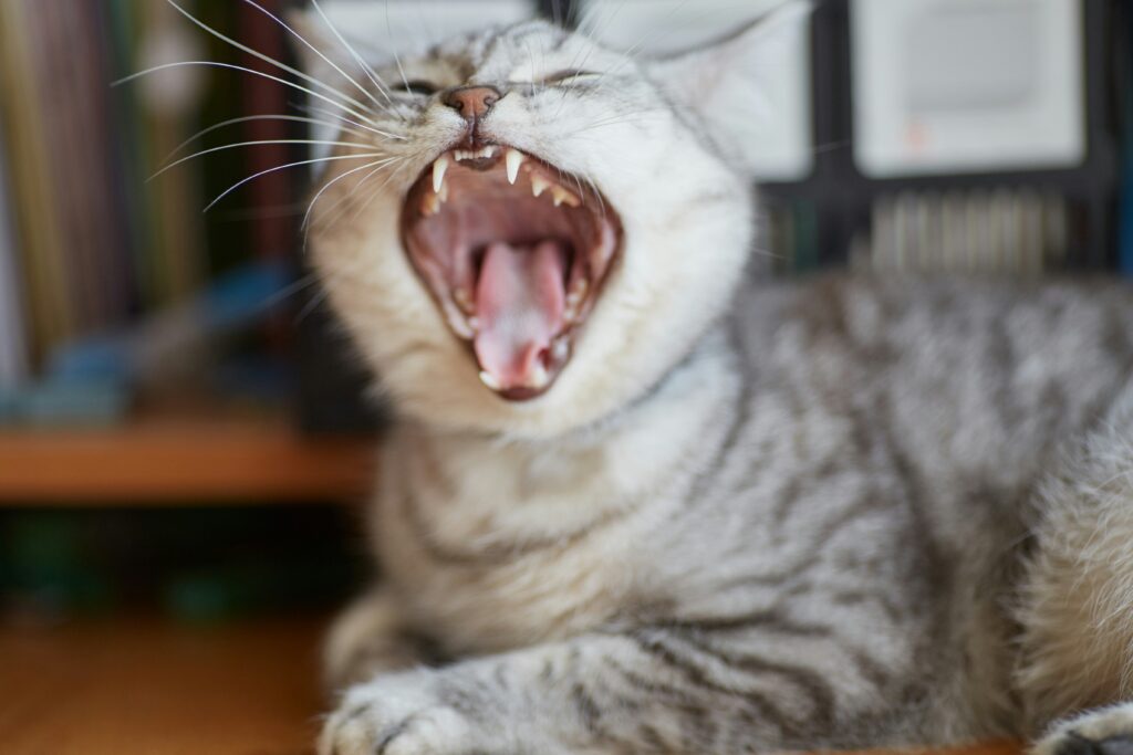 male cat