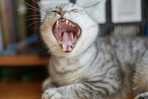 male cat