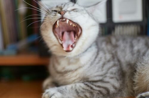 male cat