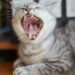 male cat