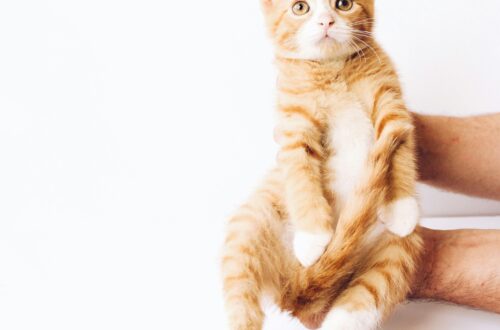 orange cute cate