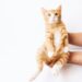 orange cute cate