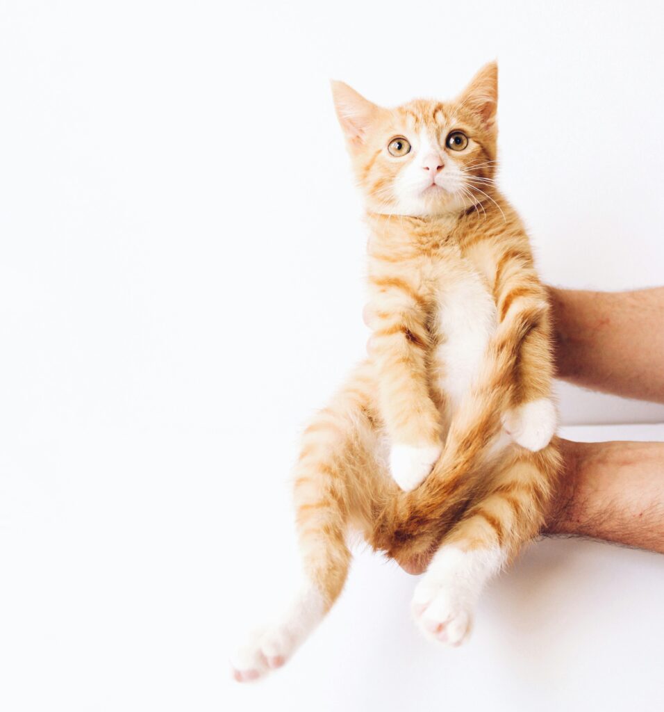 orange cute cate